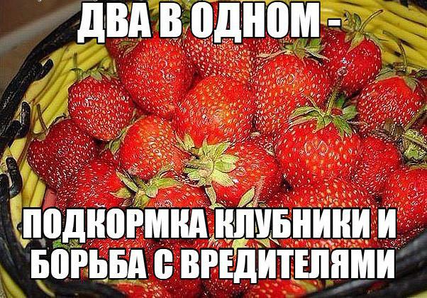 ДВА В ОДНОМ - ПОДКОРМКА КЛУБНИКИ И БОРЬБА С ВРЕДИТЕЛЯМИ