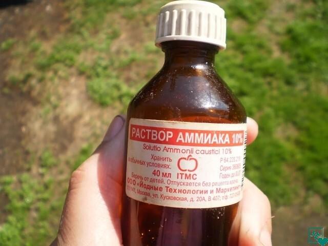 ПОДКОРМКА РАССАДЫ НАШАТЫРНЫМ СПИРТОМ, ТВОРЯЩАЯ ЧУДЕСА