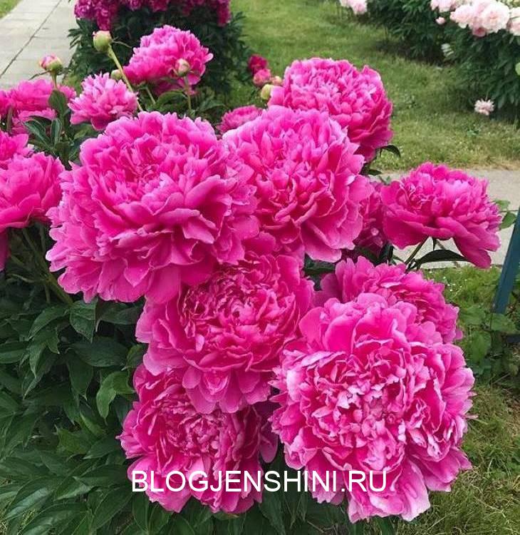 Подкормки для цветов, чтобы росли, как «на дрожжах» 1
