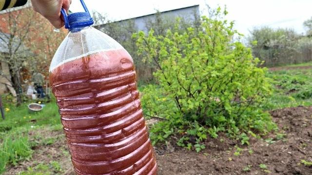 После сбора смородины, кладу под каждый куст народную подкормку 1