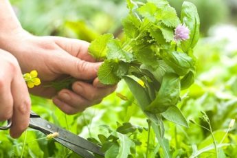 gathering-fresh-herbs-in-the-garden-4