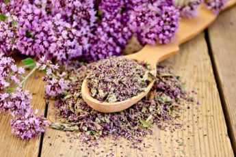 herbal-tea-of-fresh-and-dry-oregano-on-spoon
