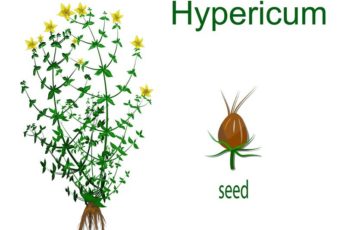 hypericum-4