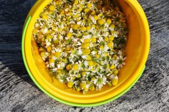 chamomiles-in-a-yellow-bucket-4