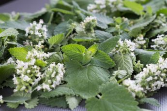 melissa-plant-melissa-leaf-leaves-and-melissa-flowers-2