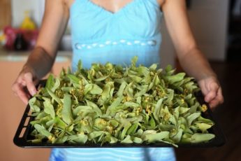 woman-in-blue-holding-tray-of-dried-linden-flowers